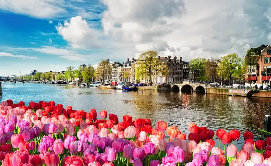amsterdam and tulips sunny day