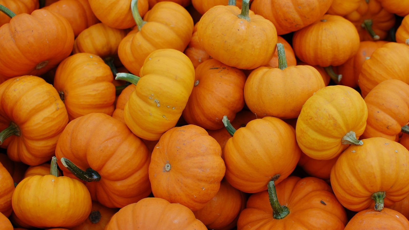 `Abundance of bright orange mini pumpkins filling the frame in an autumn harvest display`