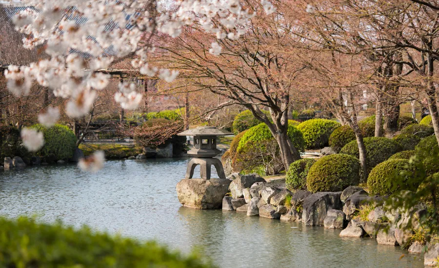 small river and cherry blossoms
