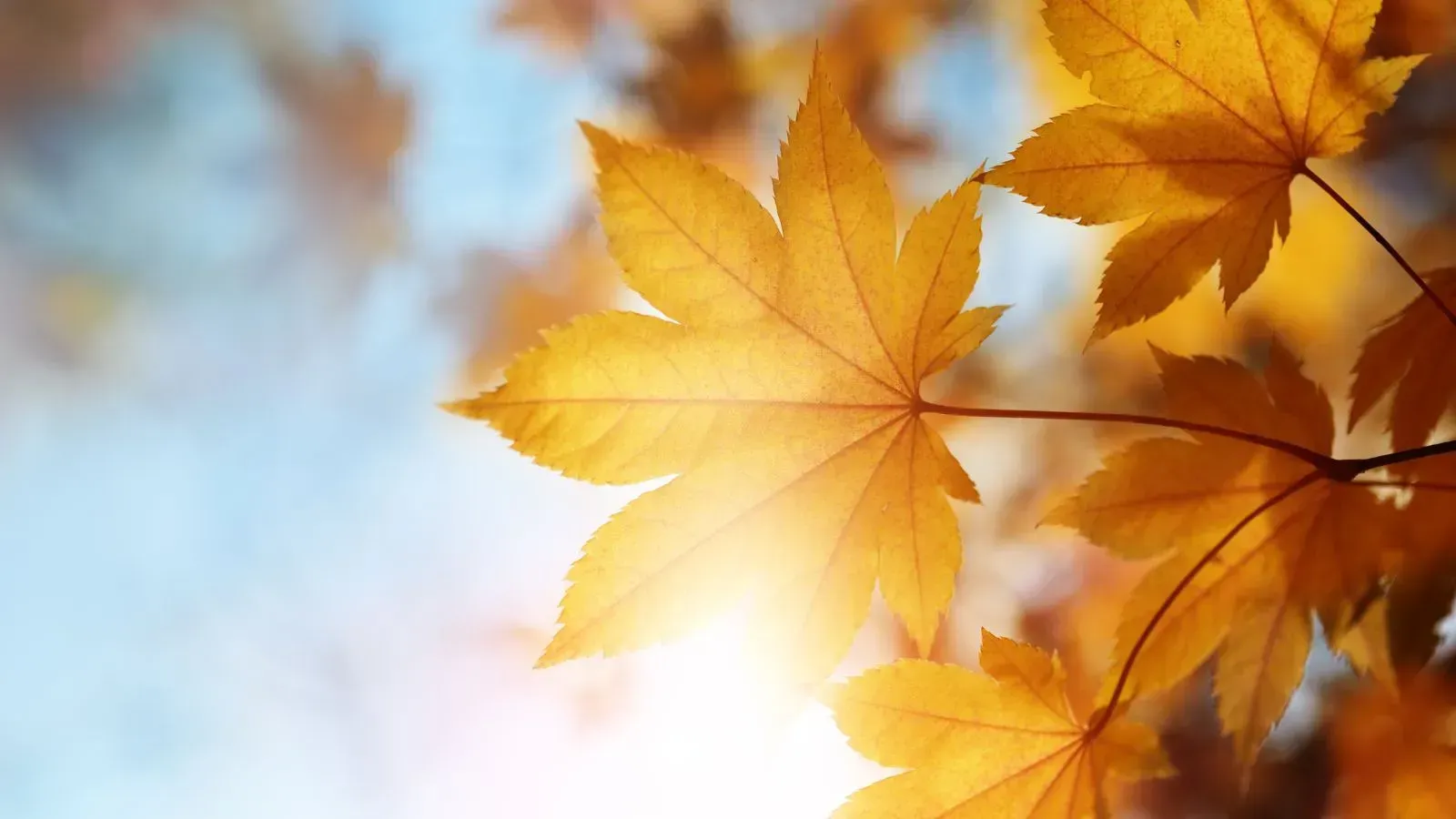 `Golden autumn maple leaves illuminated by warm morning sunlight against a soft blue sky`